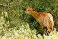 Nyala Eating