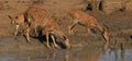 Nyala family drinking from waterhole Royalty Free Stock Photo