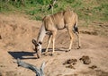 Nyala female near the Chobe river in Botswana