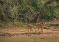 Nyala female prepare to drink from a waterhole at the Hluhluwe iMfolozi Park Royalty Free Stock Photo