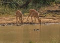 Nyala female prepare to drink from a waterhole at the Hluhluwe iMfolozi Park Royalty Free Stock Photo