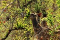 A Nyala female Tragelaphus angasii, Kruger National Park, south Africa Royalty Free Stock Photo