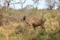 A Nyala female Tragelaphus angasii, Kruger National Park, south Africa Royalty Free Stock Photo