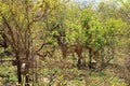 A Nyala female Tragelaphus angasii, Kruger National Park, south Africa Royalty Free Stock Photo