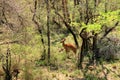 A Nyala female Tragelaphus angasii, Kruger National Park, south Africa Royalty Free Stock Photo