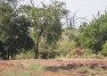 Nyala female at a waterhole at Hlane Royal National Park Royalty Free Stock Photo