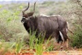 Nyala / Inyala antelope from South Africa Royalty Free Stock Photo
