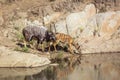 Nyala  in Kruger National park, South Africa Royalty Free Stock Photo