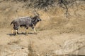 Nyala in Kruger National park, South Africa