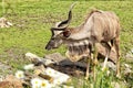 Nyala male antelope standing on the pasture