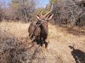 Nyala Male Buck Royalty Free Stock Photo
