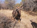 Nyala Male Buck