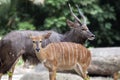 Nyala Male and Female Pair