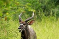 Nyala male