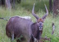 Nyala male at the savannah at Hlane Royal National Park