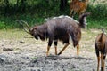 A Nyala ram struts as it tries to impress the ewes