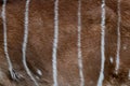 Nyala skin pattern. Nyala fur close-up. Animal natural leather Royalty Free Stock Photo