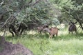 Africa nyala on safari