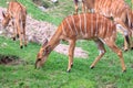 Nyala Tragelaphus angasi or deer standing and eating grass on the ground. Royalty Free Stock Photo