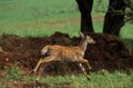 Nyala, tragelaphus angasi, Female, Kenya Royalty Free Stock Photo