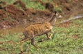 Nyala, tragelaphus angasi, Female running, Masai Mara Park in Kenya Royalty Free Stock Photo