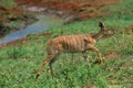 NYALA tragelaphus angasi, FEMALE STANDING ON GRASS, KENYA Royalty Free Stock Photo