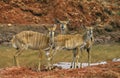 NYALA tragelaphus angasi Royalty Free Stock Photo