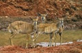 Nyala, tragelaphus angasi, Females standing near Water Hole, Kenya Royalty Free Stock Photo