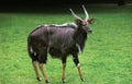 Nyala, tragelaphus angasi, Male Royalty Free Stock Photo