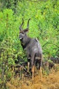 Nyala (Tragelaphus angasii) Royalty Free Stock Photo