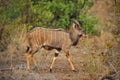 Nyala (Tragelaphus angasii) Royalty Free Stock Photo