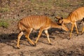 Nyala Tragelaphus angasii 13745 Royalty Free Stock Photo