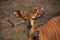 Nyala Tragelaphus angasii 13747 Royalty Free Stock Photo