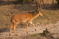 Nyala Tragelaphus angasii 13746 Royalty Free Stock Photo