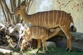 Nyala - Tragelaphus angasii adult mother and young female in the ZOO in Bussolegno, Italy