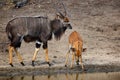 The nyala Tragelaphus angasii, also called inyala, adult couple at waterhole. The female drinks and the male is interested in Royalty Free Stock Photo