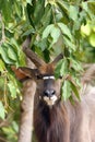 The nyala Tragelaphus angasii, also called inyala, adult male portrait.Member of a resident herd of nyala from Sabi sand Royalty Free Stock Photo