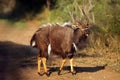 The nyala Tragelaphus angasii, also called inyala, adult male in the ritual duel Royalty Free Stock Photo