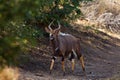 The nyala Tragelaphus angasii, also called inyala, adult male walks along the bank of the waterdam under a green bush. Royalty Free Stock Photo