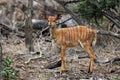 The nyala Tragelaphus angasii, also called inyala, baby antelope in thick bush Royalty Free Stock Photo