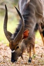 The nyala Tragelaphus angasii, also called inyala, male portrait Royalty Free Stock Photo