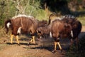 The nyala Tragelaphus angasii, also called inyala, a pair of males in the ritual duel.A pair of male extremely colorful Royalty Free Stock Photo