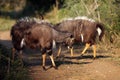 The nyala Tragelaphus angasii, also called inyala, a pair of males in the ritual duel.A pair of male extremely colorful Royalty Free Stock Photo