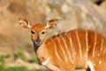 The nyala Tragelaphus angasii, also called inyala, portrait of a young female in the sunshine Royalty Free Stock Photo