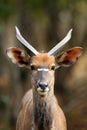 The nyala Tragelaphus angasii, also called inyala, portrait of a young male Royalty Free Stock Photo