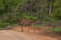 Nyala Tragelaphus angasii 15205 Royalty Free Stock Photo