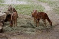 Three nyala Tragelaphus angasii, South African antelope