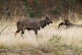 Nyala (Tragelaphus angasii), taken in South Africa