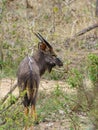 Nyala (Tragelaphus angasii), taken in South Africa