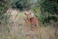 Nyala Tragelaphus angasii young and its mother staring back at the camera before disappearing into the thick bush at Gonarezhou